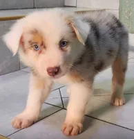 Rulo, a male Australian Shepherd for sale in San Diego, CA – 3 of 4