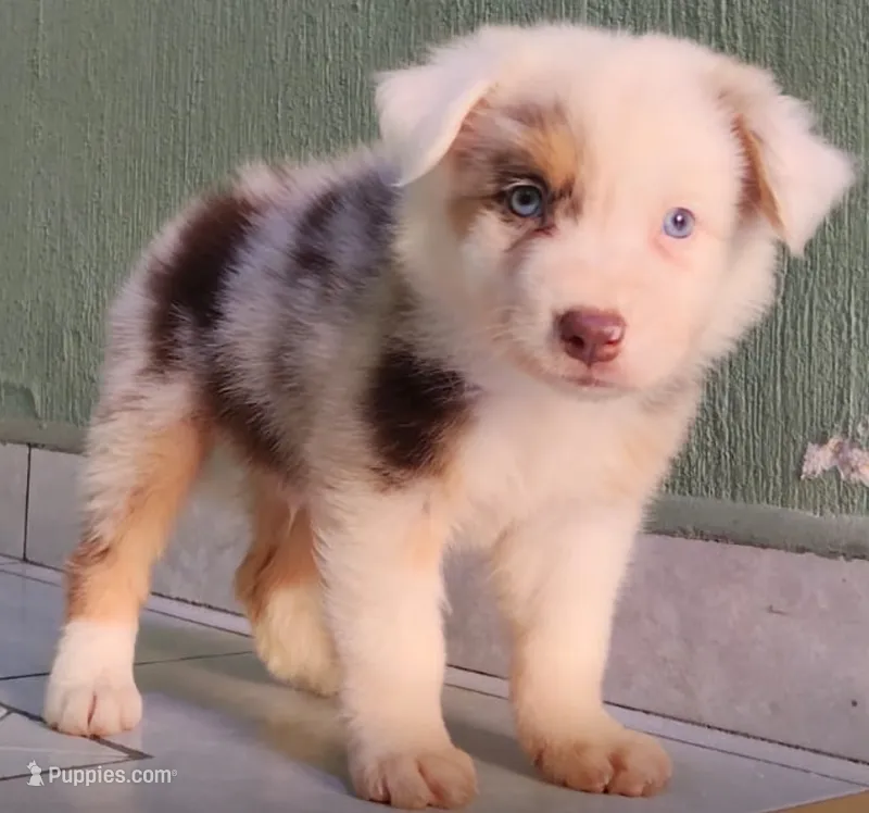 Rulo – Australian Shepherd puppy for sale in San Diego, CA