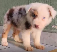 Rulo, a male Australian Shepherd for sale in San Diego, CA – 2 of 4