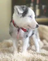 NALA , a female Australian Shepherd for sale in San Diego, CA – 6 of 8