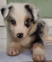 Marlo, a male Australian Shepherd for sale in San Diego, CA – 3 of 6
