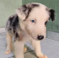 Kira, a female Australian Shepherd for sale in San Diego, CA – 1 of 5