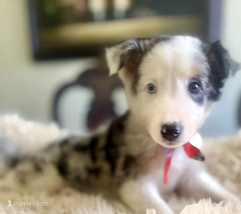 NALA  – Australian Shepherd puppy for sale in San Diego, CA