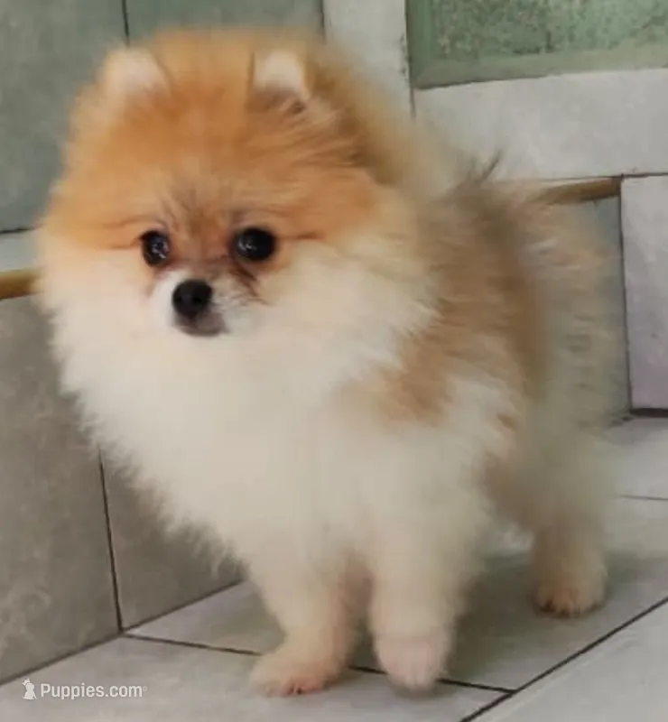 Bonita  – Pomeranian puppy for sale in San Diego, CA