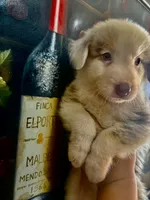 Mochinno, a male Australian Shepherd for sale in San Diego, CA – 5 of 6