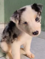 Kira, a female Australian Shepherd for sale in San Diego, CA – 4 of 5