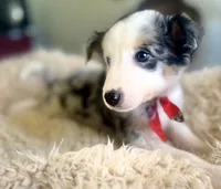 NALA , a female Australian Shepherd for sale in San Diego, CA – 2 of 8