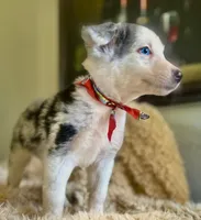 NALA , a female Australian Shepherd for sale in San Diego, CA – 3 of 8