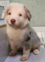 Ted , a  Australian Shepherd for sale in San Diego, CA – 5 of 5