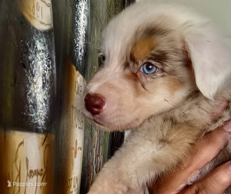 Rulo – Australian Shepherd puppy for sale in San Diego, CA