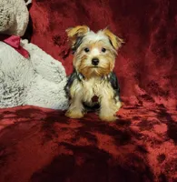 LOKI, a male Yorkshire Terrier for sale in Polk City, FL – 7 of 10