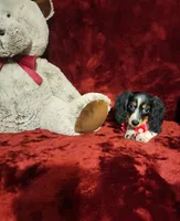 JOSIE, a female Miniature Dachshund for sale in Polk City, FL – 4 of 10