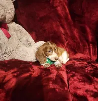 MAVERICK, a male Miniature Dachshund for sale in Polk City, FL – 5 of 10