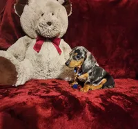 REMI, a male Miniature Dachshund for sale in Polk City, FL – 6 of 10