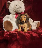 SUTTON, a male Miniature Dachshund for sale in Polk City, FL – 8 of 10