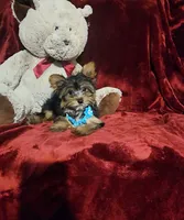 KNOX, a male Yorkshire Terrier for sale in Polk City, FL – 10 of 10