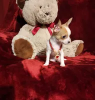 PEACHES, a female Chihuahua for sale in Polk City, FL – 7 of 10