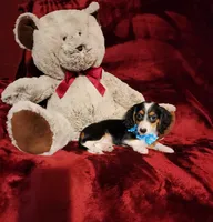 RIO, a male Miniature Dachshund for sale in Polk City, FL – 2 of 10