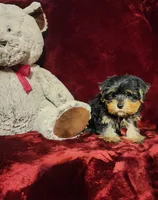 ONYX, a male Yorkshire Terrier for sale in Polk City, FL – 6 of 10