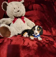 RENO, a male Miniature Dachshund for sale in Polk City, FL – 8 of 10