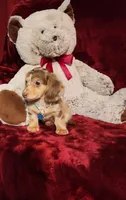 SMORES, a male Miniature Dachshund for sale in Polk City, FL – 6 of 10