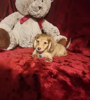 MOCHI, a female Miniature Dachshund for sale in Polk City, FL – 6 of 10