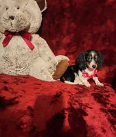 JOSIE, a female Miniature Dachshund for sale in Polk City, FL – 3 of 10