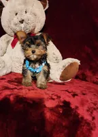 TEDDY, a male Yorkshire Terrier for sale in Polk City, FL – 10 of 10
