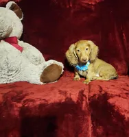 SAWYER, a male Miniature Dachshund for sale in Polk City, FL – Photo 6 of 9