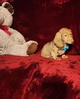 SAWYER, a male Miniature Dachshund for sale in Polk City, FL – Photo 5 of 9