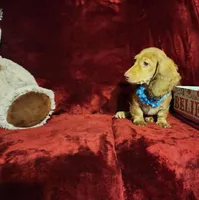 SAWYER, a male Miniature Dachshund for sale in Polk City, FL – Photo 4 of 9