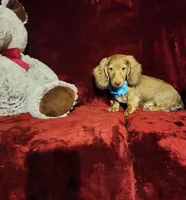 SAWYER, a male Miniature Dachshund for sale in Polk City, FL – Photo 9 of 9