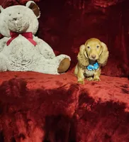 SAWYER, a male Miniature Dachshund for sale in Polk City, FL – Photo 2 of 9