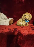 SAWYER, a male Miniature Dachshund for sale in Polk City, FL – Photo 7 of 9