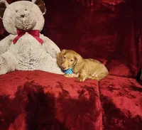 SAWYER, a male Miniature Dachshund for sale in Polk City, FL – Photo 3 of 9