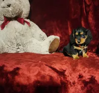 DUTTON, a male Miniature Dachshund for sale in Polk City, FL – 6 of 10