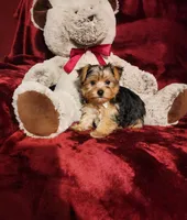 LUCA, a male Yorkshire Terrier for sale in Polk City, FL – 6 of 10