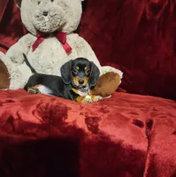 JASPER, a male Miniature Dachshund for sale in Polk City, FL – 2 of 10