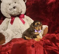 CANDY, a female Miniature Dachshund for sale in Polk City, FL – Photo 7 of 10