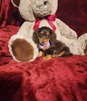 CANDY, a female Miniature Dachshund for sale in Polk City, FL – Photo 4 of 10