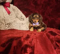 CANDY, a female Miniature Dachshund for sale in Polk City, FL – Photo 2 of 10