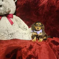 CANDY, a female Miniature Dachshund for sale in Polk City, FL – Photo 9 of 10