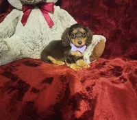 CANDY, a female Miniature Dachshund for sale in Polk City, FL – Photo 1 of 10