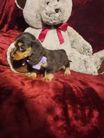 CANDY, a female Miniature Dachshund for sale in Polk City, FL – Photo 5 of 10