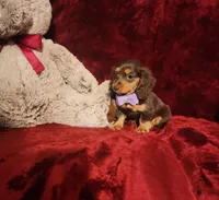 CANDY, a female Miniature Dachshund for sale in Polk City, FL – Photo 10 of 10