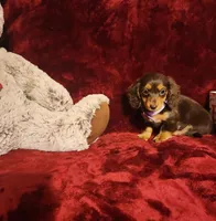 CANDY, a female Miniature Dachshund for sale in Polk City, FL – Photo 8 of 10