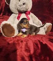 CANDY, a female Miniature Dachshund for sale in Polk City, FL – Photo 3 of 10