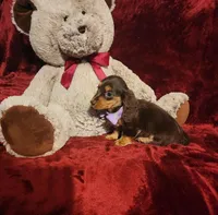 CANDY, a female Miniature Dachshund for sale in Polk City, FL – Photo 6 of 10