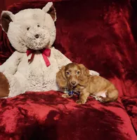 WILLIE, a male Miniature Dachshund for sale in Polk City, FL – 4 of 10