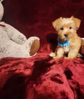TUCKER , a male Yorkshire Terrier for sale in Polk City, FL – 3 of 10